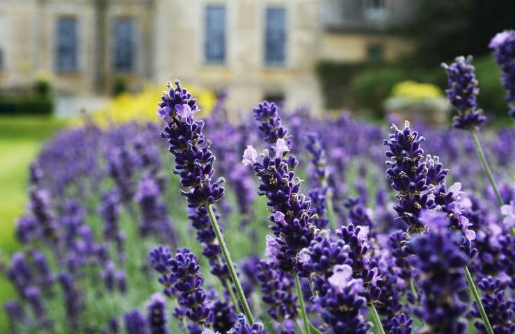 giardino inglese lavanda 