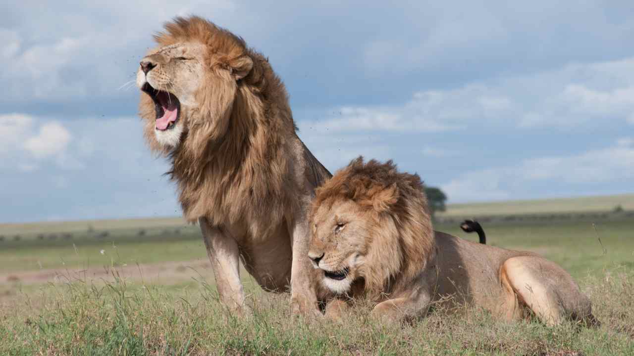 leone caratteristiche e criniera