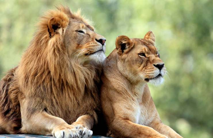 leone caratteristiche e criniera