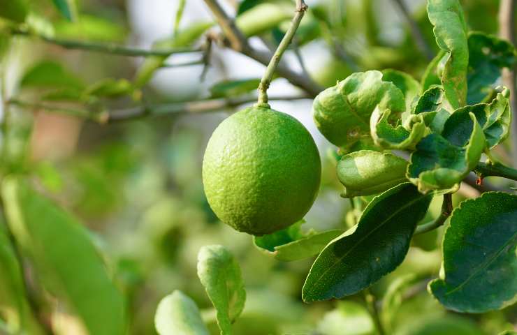 limone verdello sagra sicilia