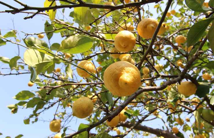 limoni agrumi albero