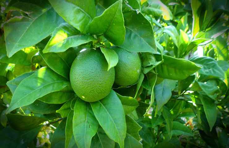 perchè limoni sono verdi