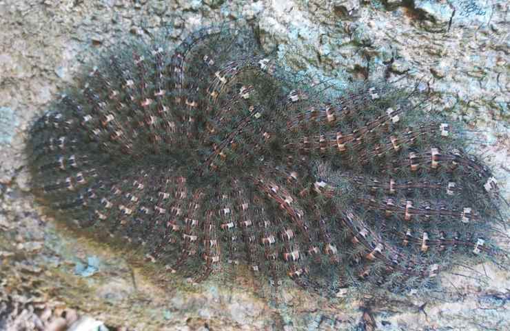 falena lonomia obliqua