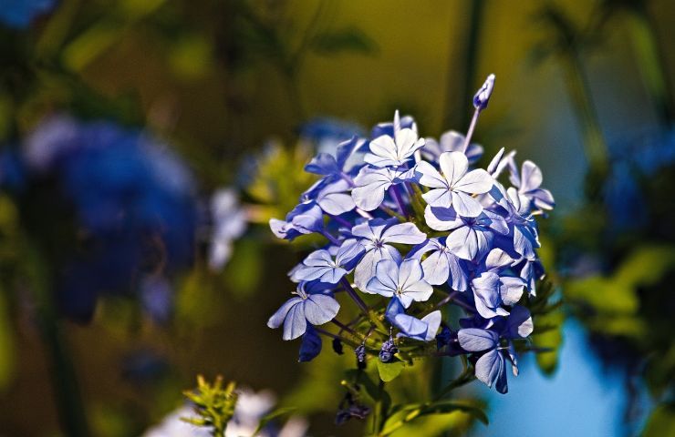 plumbago fiore luce 