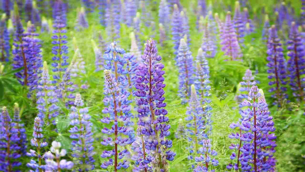 menta fertilizzante fiori