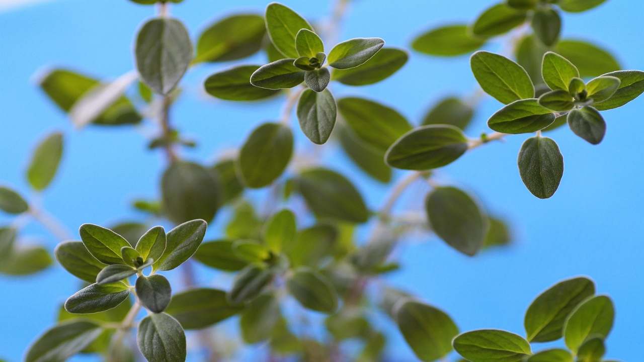 settembre orto maggiorana