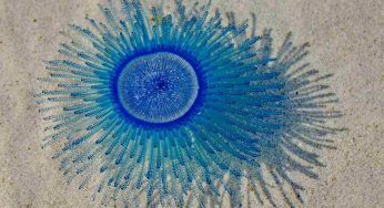 “Bottoni blu” avvistati in Puglia: cosa sono