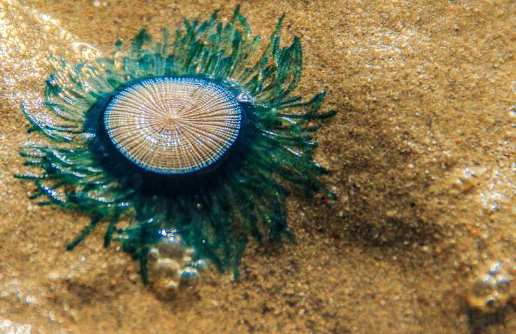 medusa porpita porpita trovata in puglia