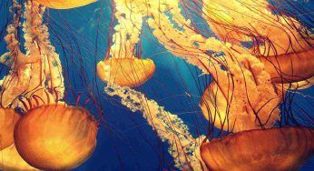 Puntura di meduse: la pipì funziona o no? Tutta la verità