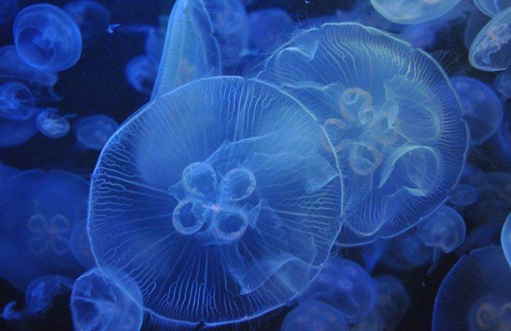 pipì medusa
