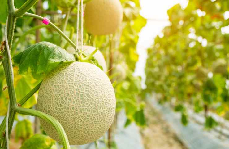 perchè i meloni si spaccano in giardino