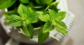 Fertilizzante naturale per le tue piante: un solo ingrediente per un risultato da non credere