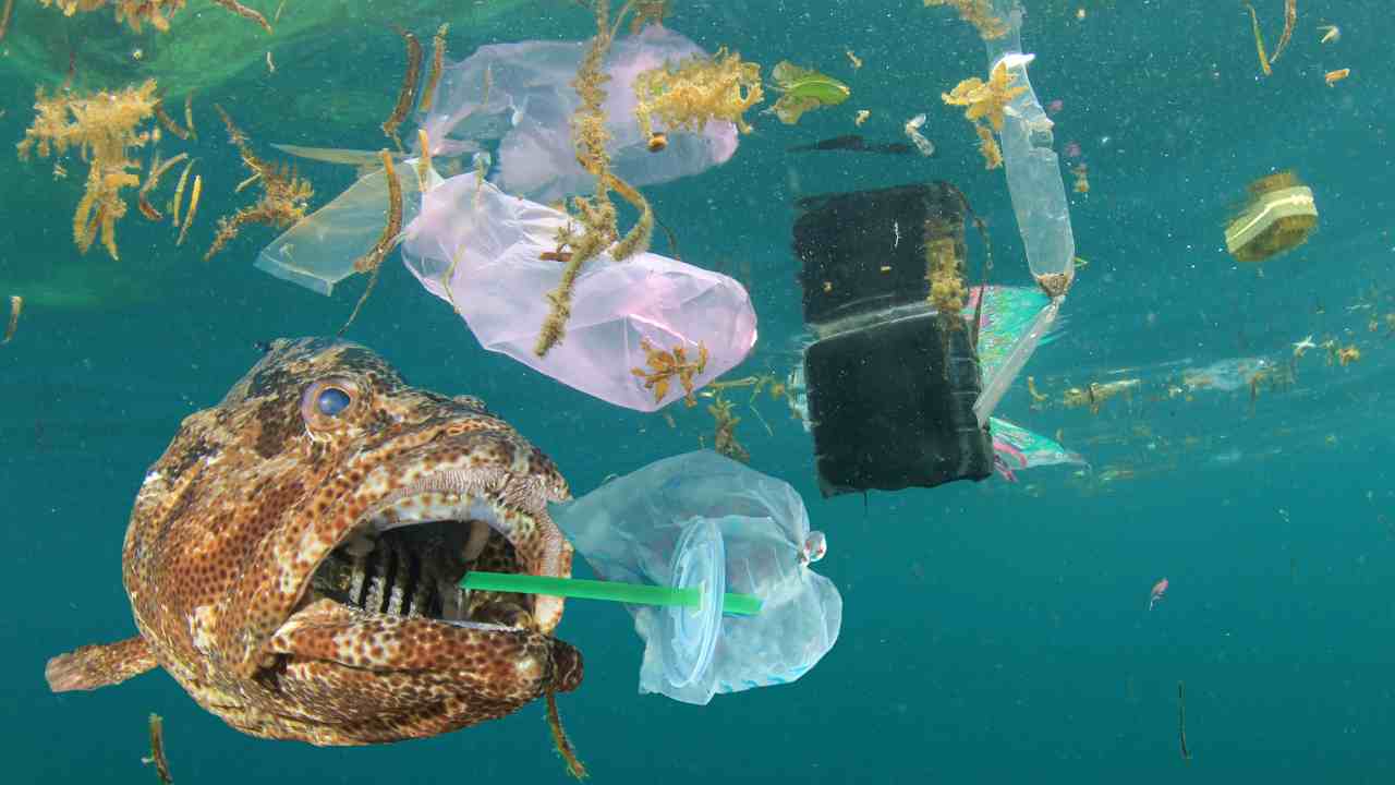 microplastiche nelle balenottere azzurre