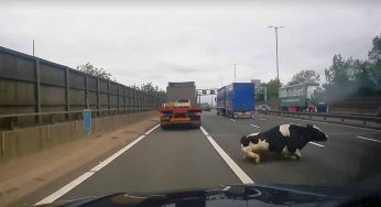 Drammatico incidente: la mucca cade dal camion in autostrada