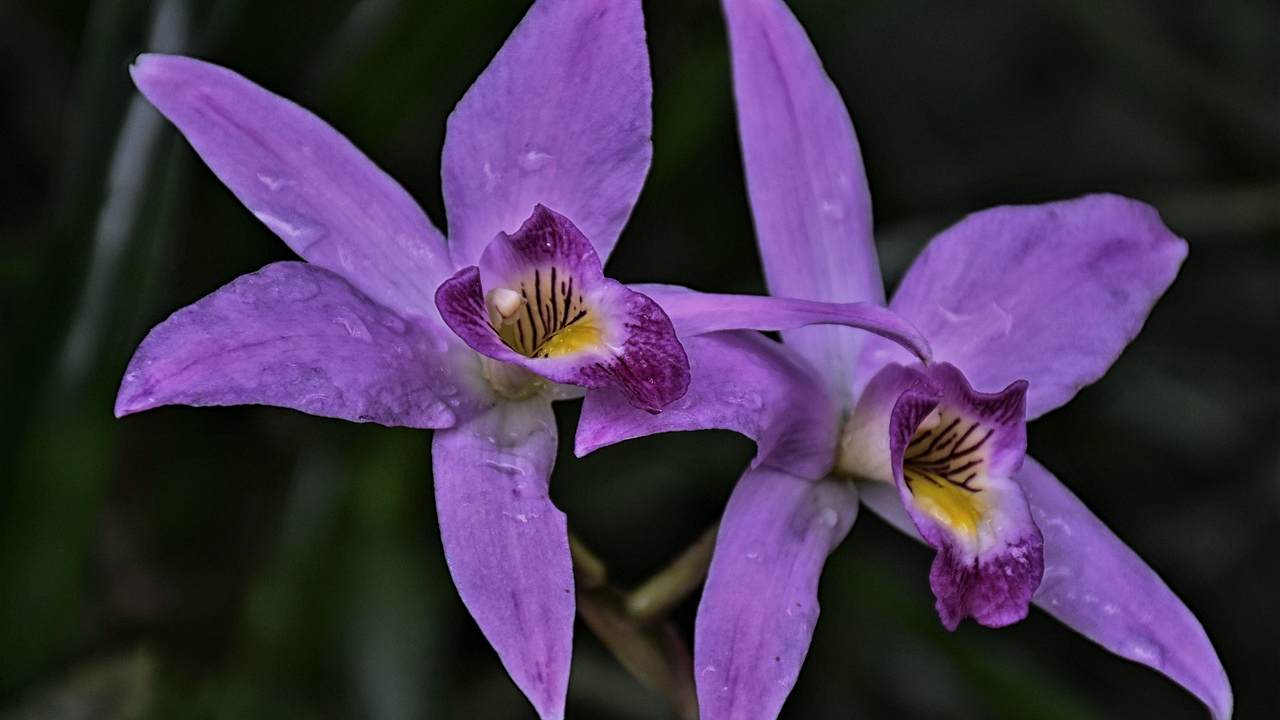 orchidea lilla errori