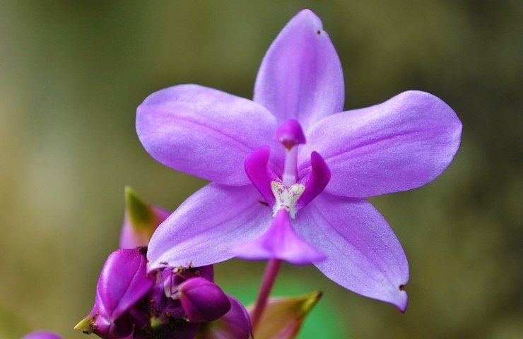 orchidea viola errori