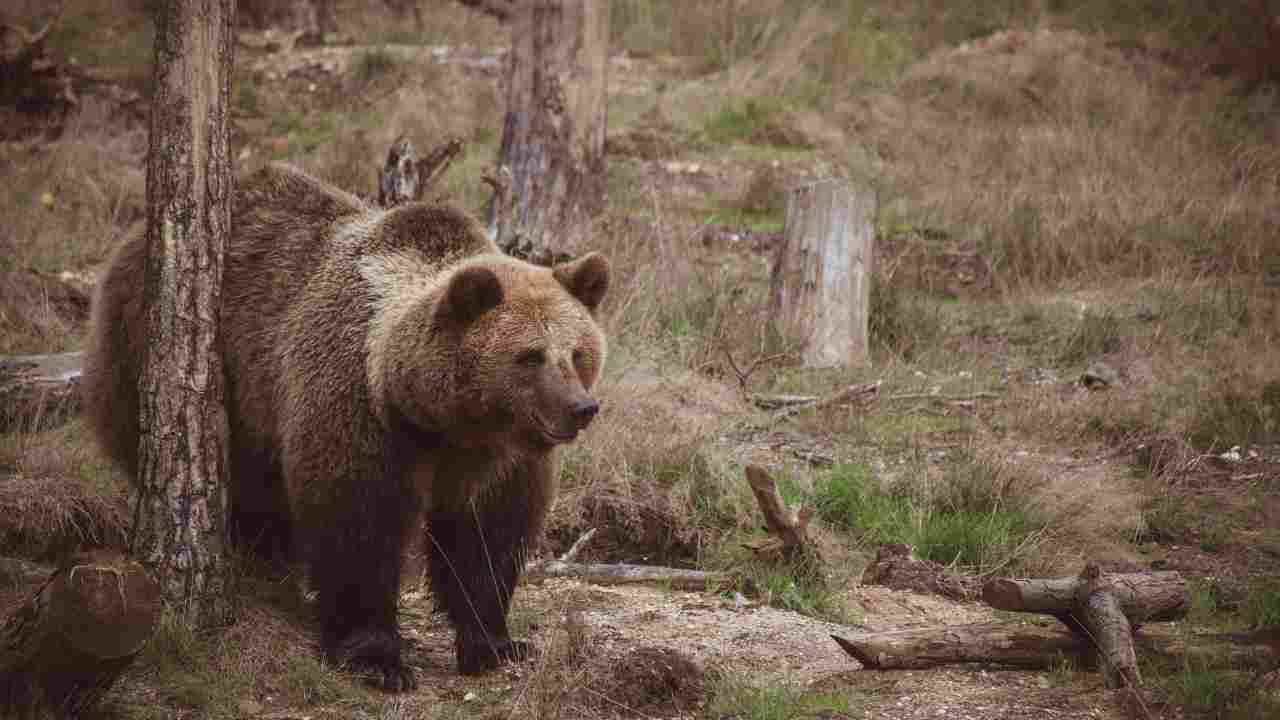 orso impronte trento