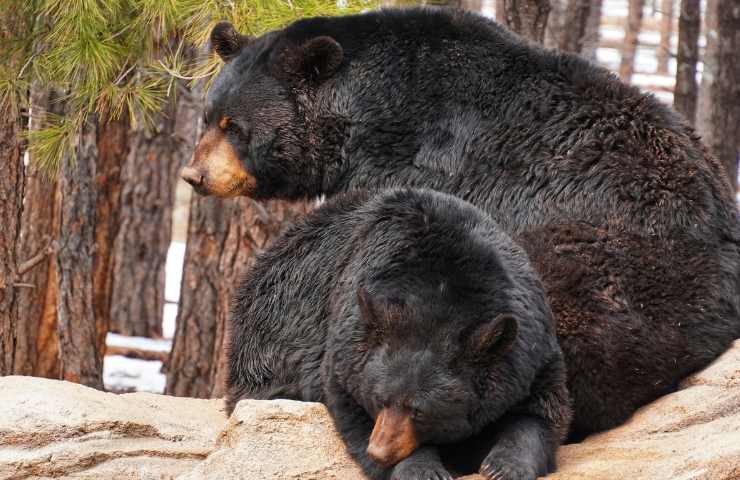 orso bruno scappa gatto