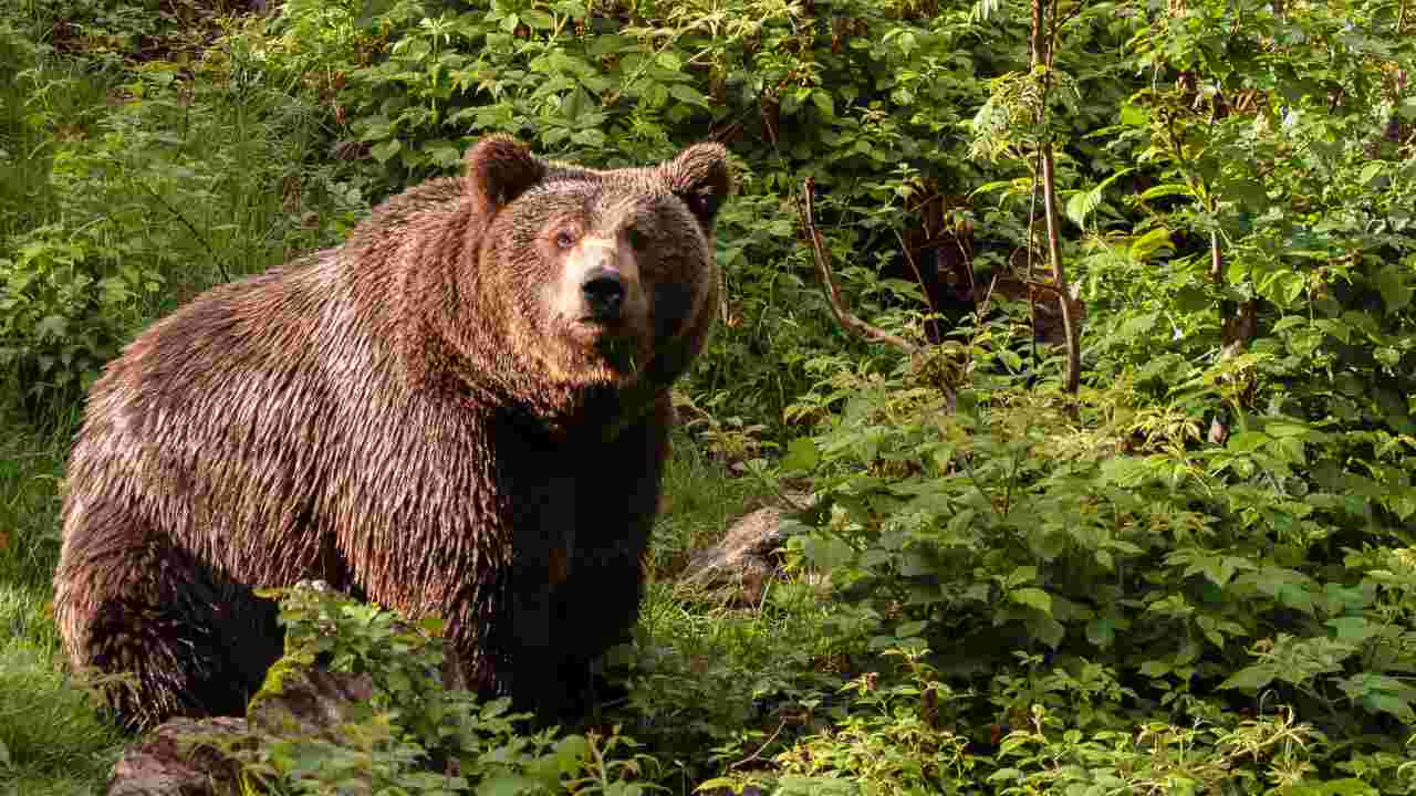 orso scappa da gatto