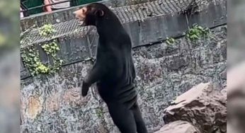 L’orso vero o finto: la polemica sullo zoo cinese non si ferma – VIDEO