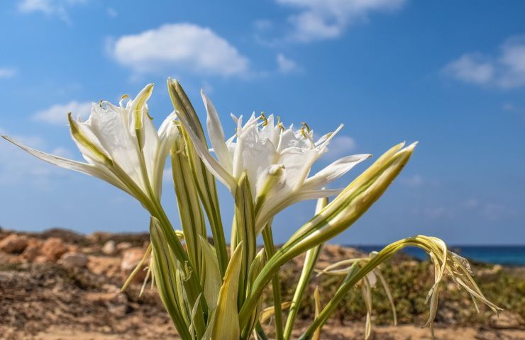 giglio mare cielo