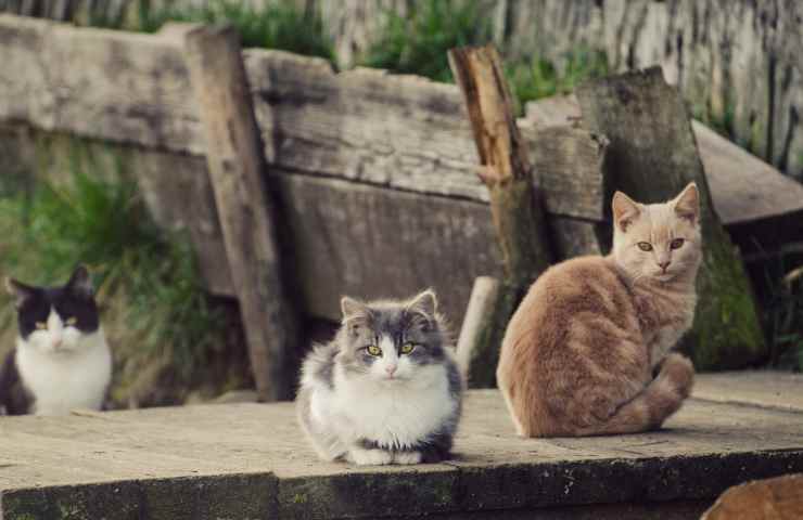 cosa fare con un gatto randagio