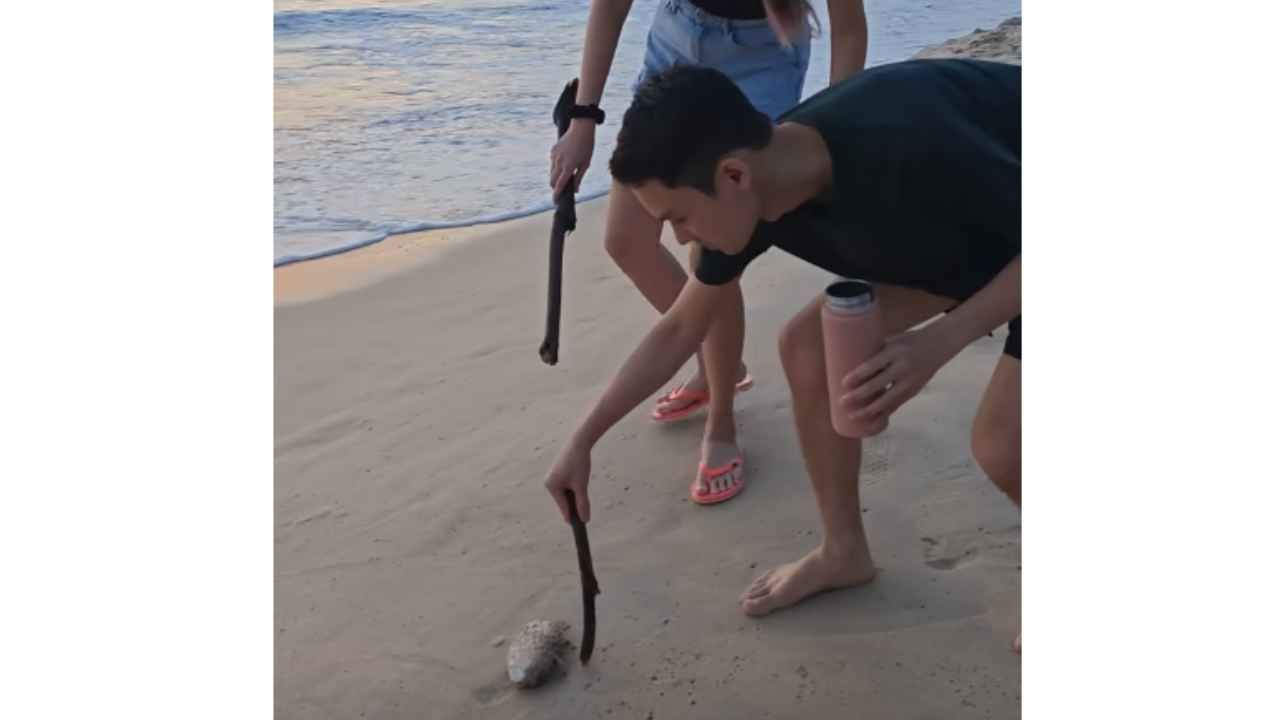 video salvataggio pesce spiaggia