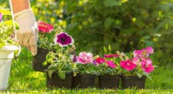 Petunia, le piantine non apprezzano questo