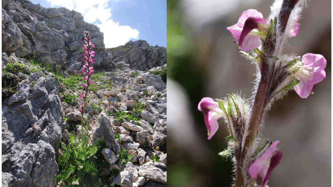 piante del parco nazionale di abruzzo lazio e molise