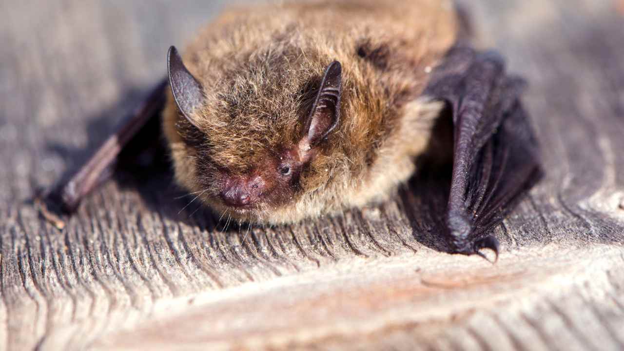 pipistrelli nottola pericolo