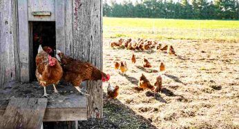 Un visone attacca le galline: guarda come va a finire – VIDEO