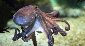 Uova di polpo, perché se le vedi in mare non dovresti toccare