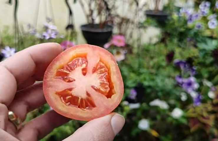 fertilizzante pomodoro come fare