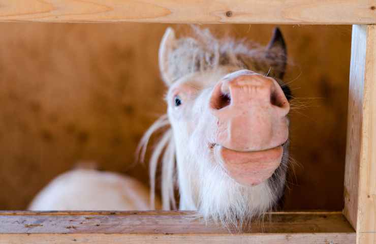 pepe il pony tagliata la coda