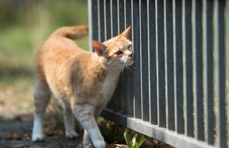 recinzione cani giardino