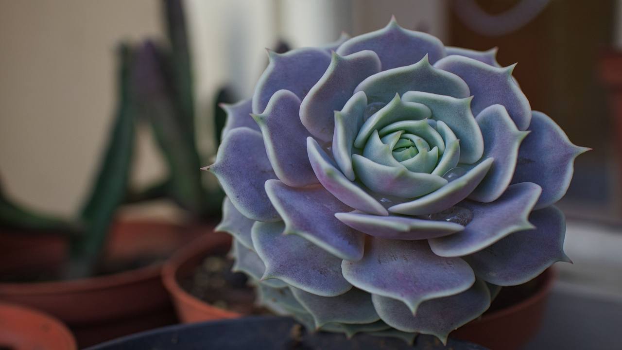 Echeveria succulenta rosetta