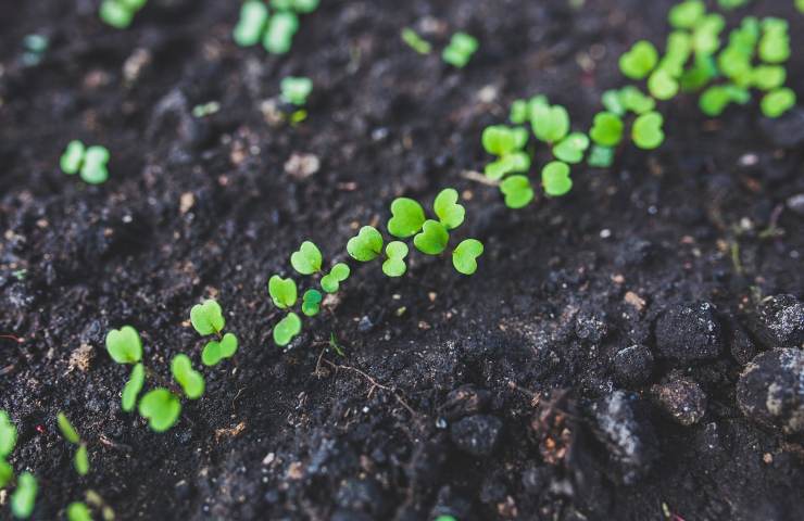 settembre orto rucola