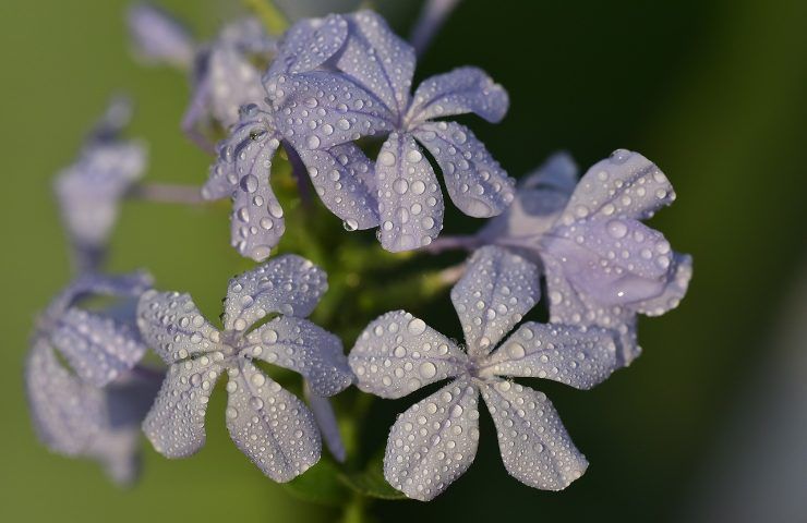 plumbago fiori rugiada 