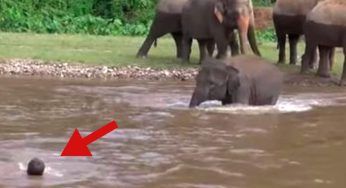 L’uomo annega: l’elefantino si getta in acqua per correre da lui