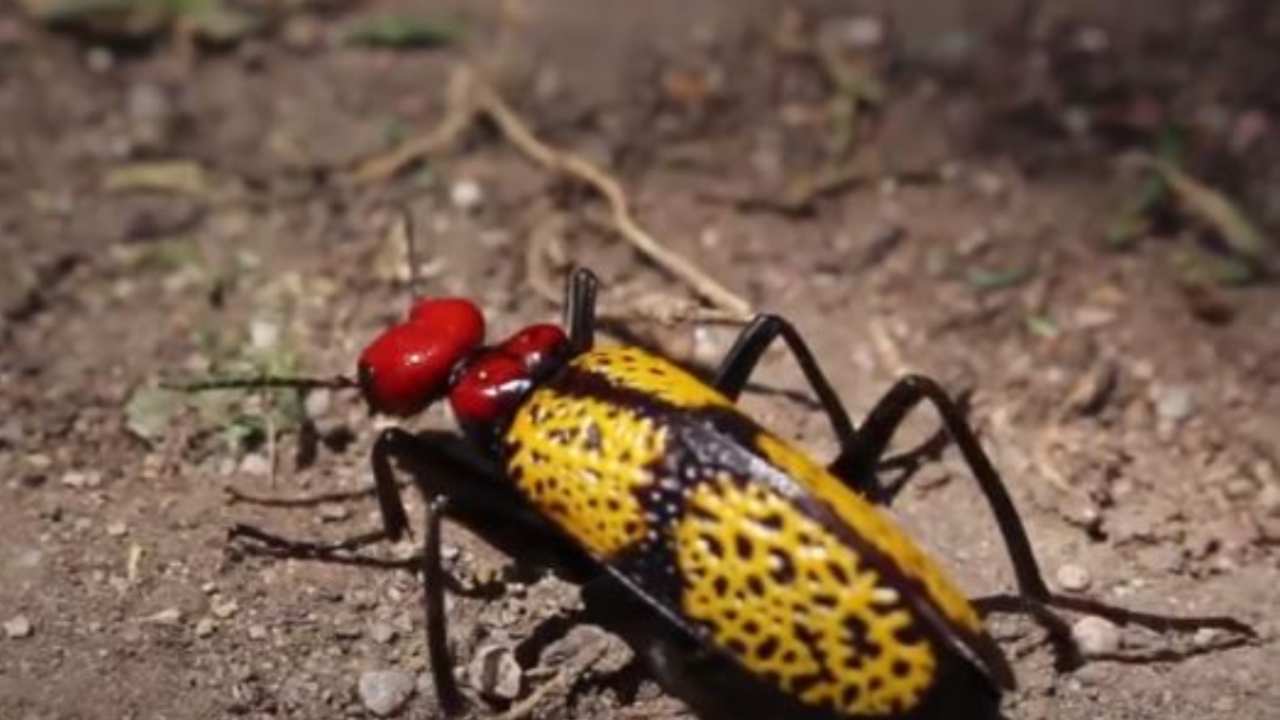 scarabeo croce di ferro è letale