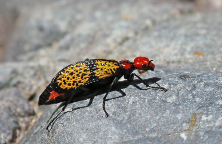 pericolosità scarabeo croce di ferro