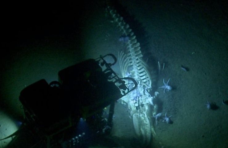 ritrovamento scheletro balena