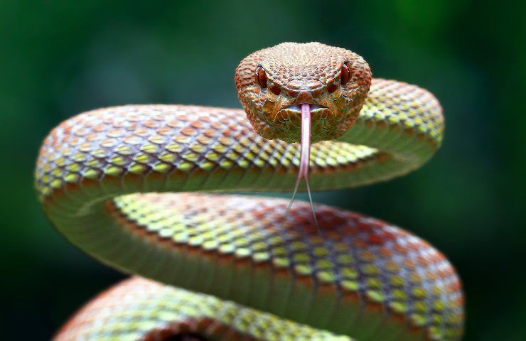 serpente zanne lunghe