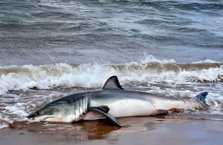 squalo bianco morto spiaggia
