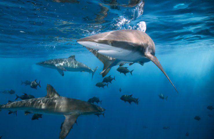 uovo di squalo trovato in spiaggia