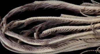 Antartide, inquietante creatura con 20 braccia scoperta: sembra aliena