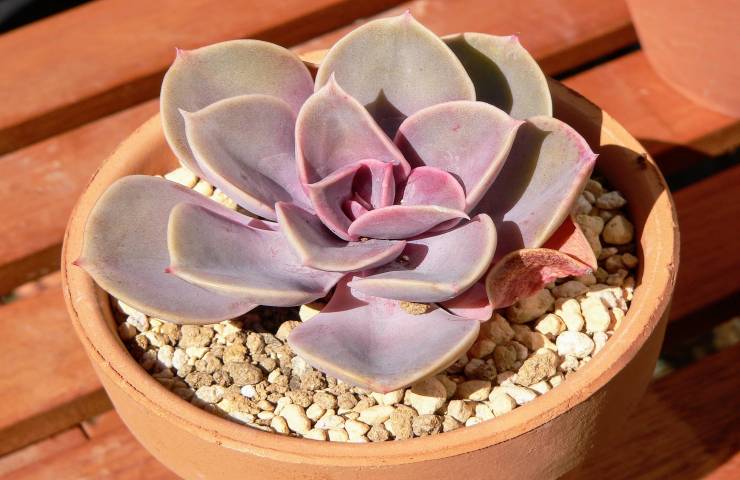 Echeveria pianta vaso 