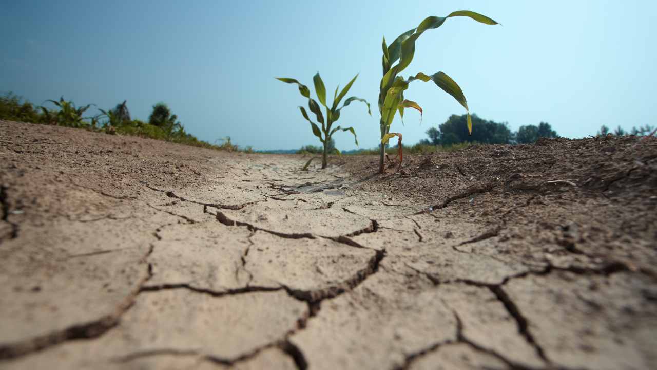 cosa fare se non piove nell'orto