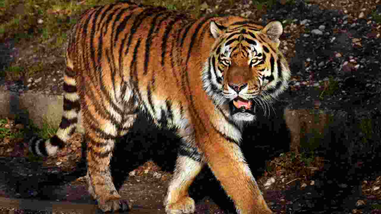 tigre caratteristiche e habitat