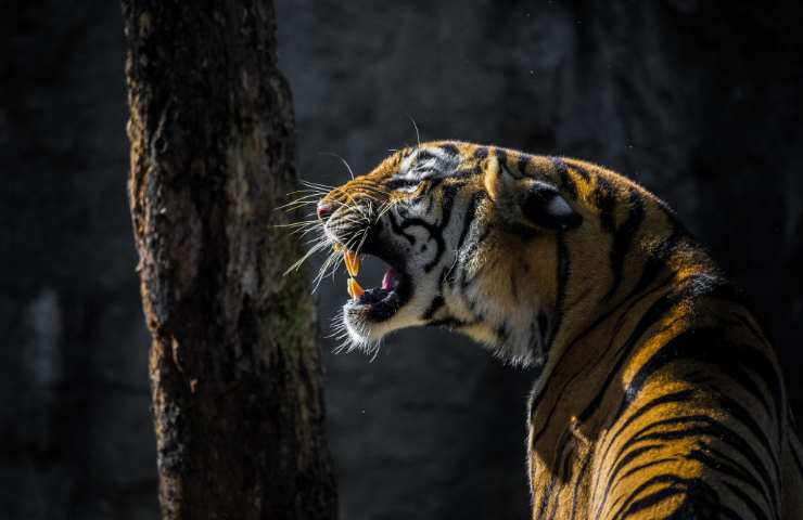tigre caratteristiche e habitat
